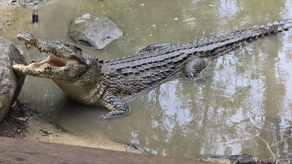 Salzwasserkrokodil bei der Fütterung in der Lagune von Hartley's Crocodile Adventures