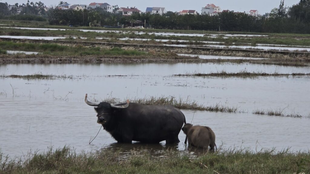 Reisfelder mit Wasserbüffeln auf dem Radweg zwischen Hoi An und An Bang Beach