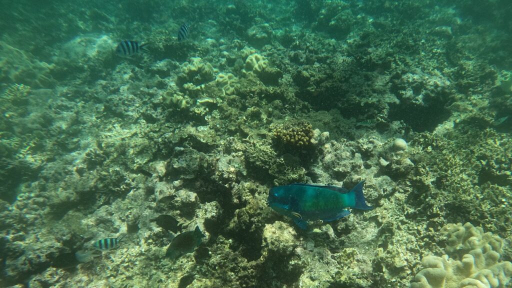 Schnorchler über Korallen am Michaelmas Cay im Great Barrier Reef